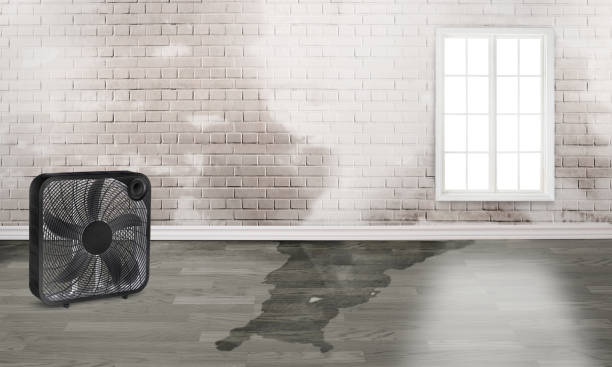 Best Mold removal after water damage  in Scottville, MI